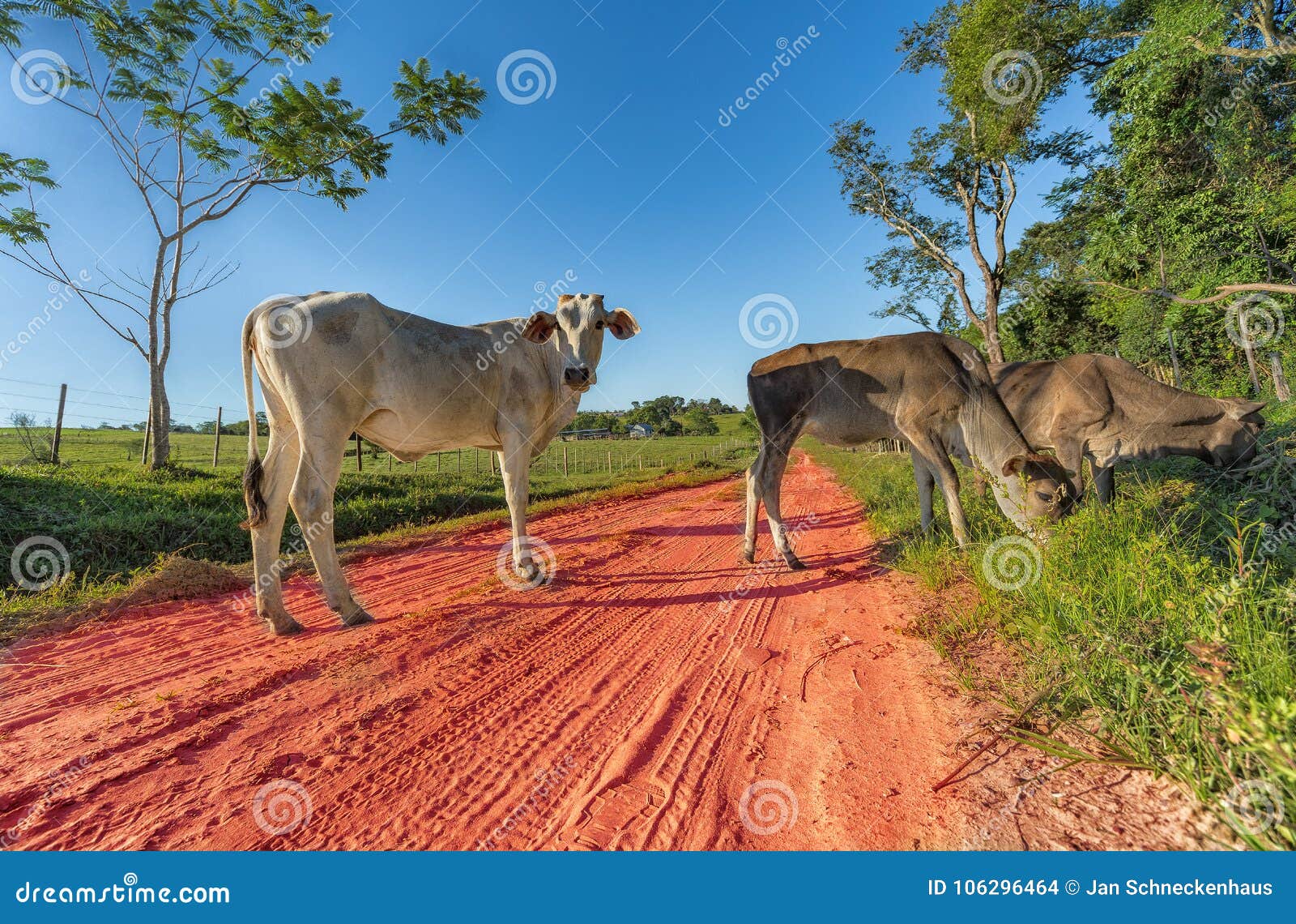 free-roaming cows in paraguay