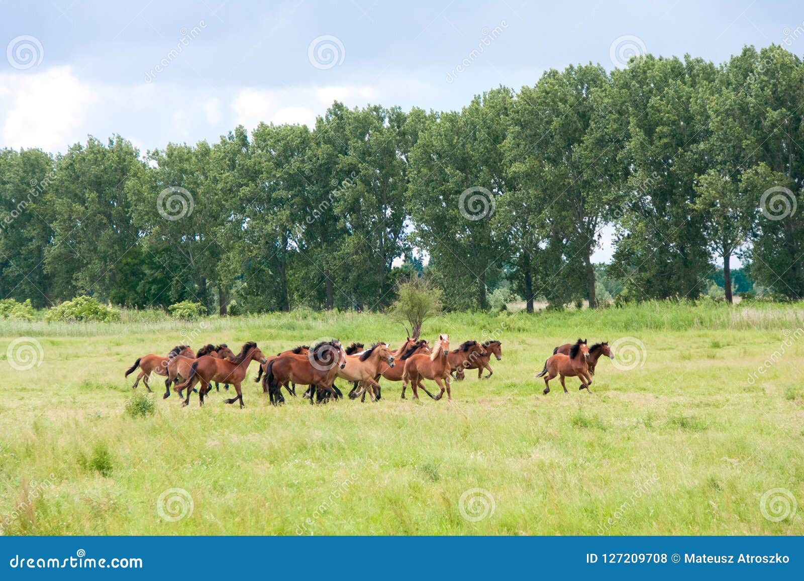 Free Running Wild Horses on a Meadow. Country Midlands Landscape with Group of Animals. Stock Photo - Image of farm, meadow: 127209708 Free Running Wild Horses on a Meadow. Country Midlands Landscape with Group of Animals. Stock Photo - Image of farm, meadow: 127209708