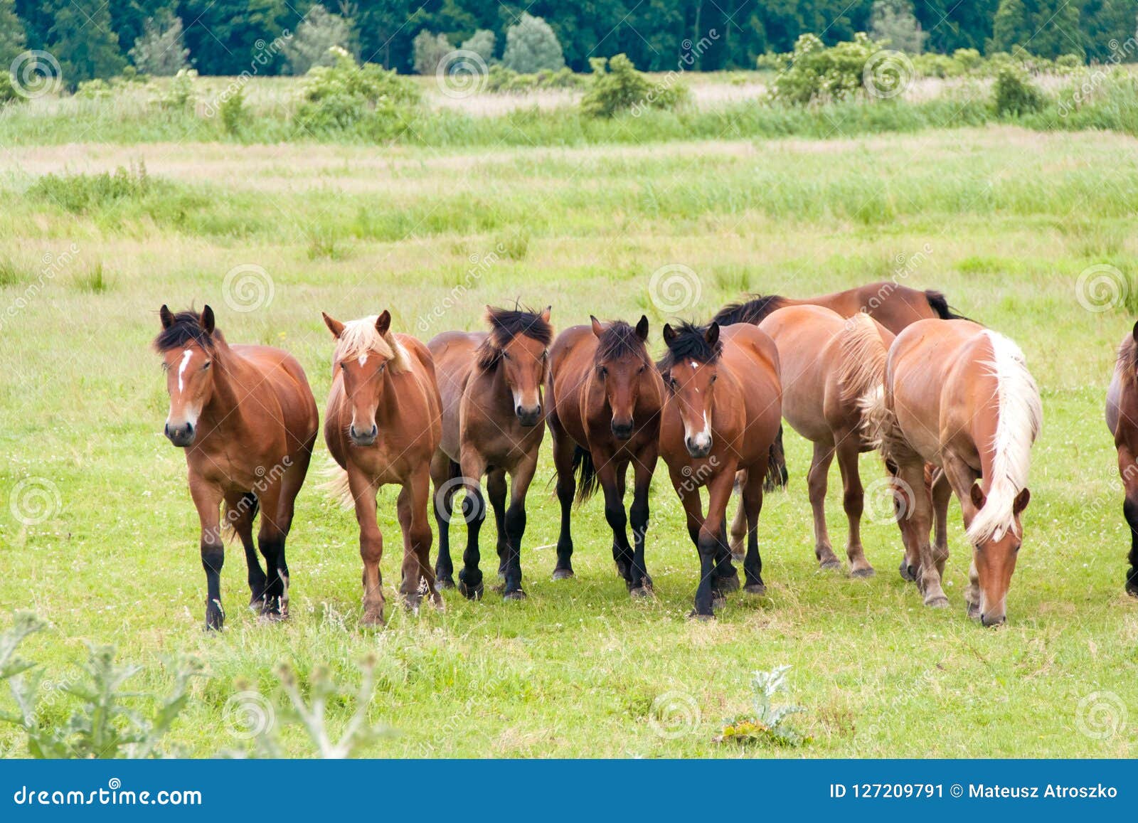 Free Running Wild Horses on a Meadow. Country Midlands Landscape with Group  of Animals. Stock Image - Image of grass, group: 127209791