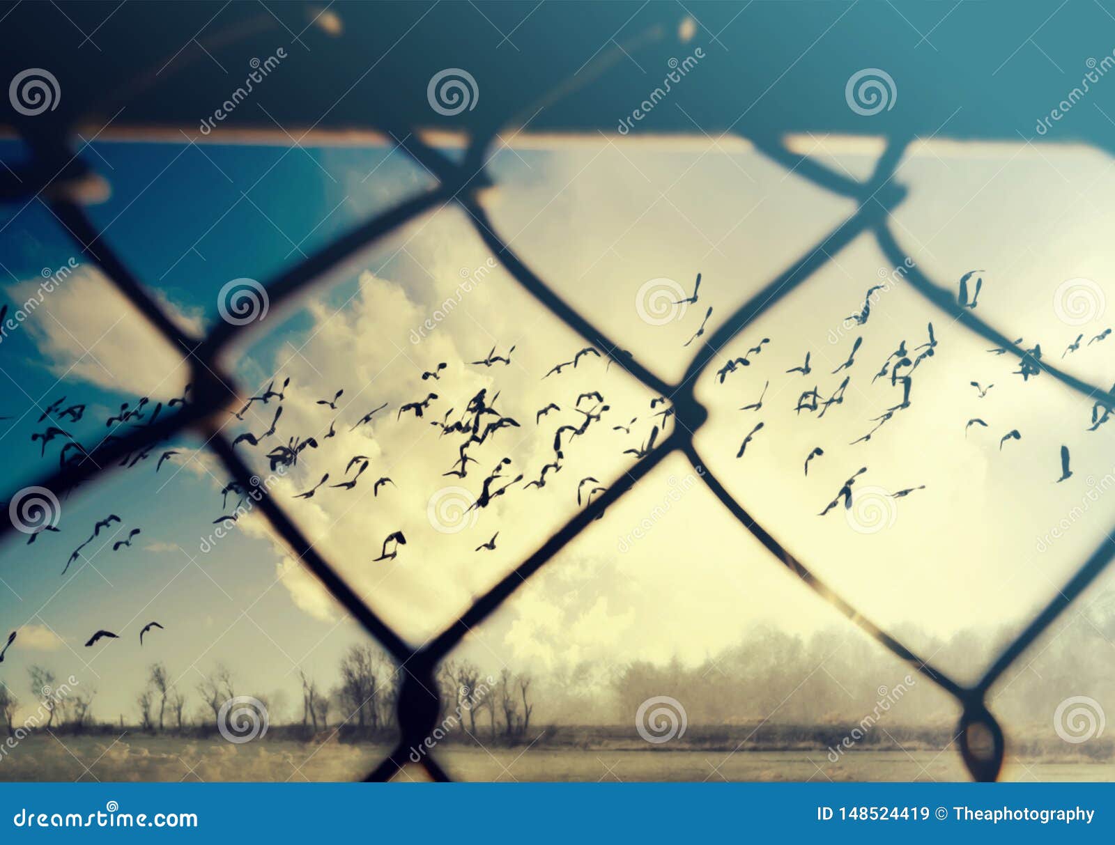 Freedom Concept. Birds Flying Behind A Steel Wire Mesh Stock Image ...
