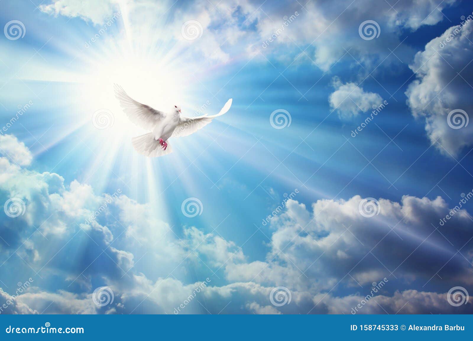 freedom, peace and spirituality pigeon, white dove on blue sky