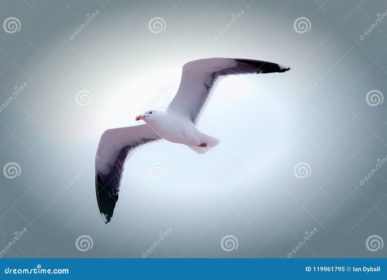freedom. serene white seagull flying. beautiful sea bird gliding