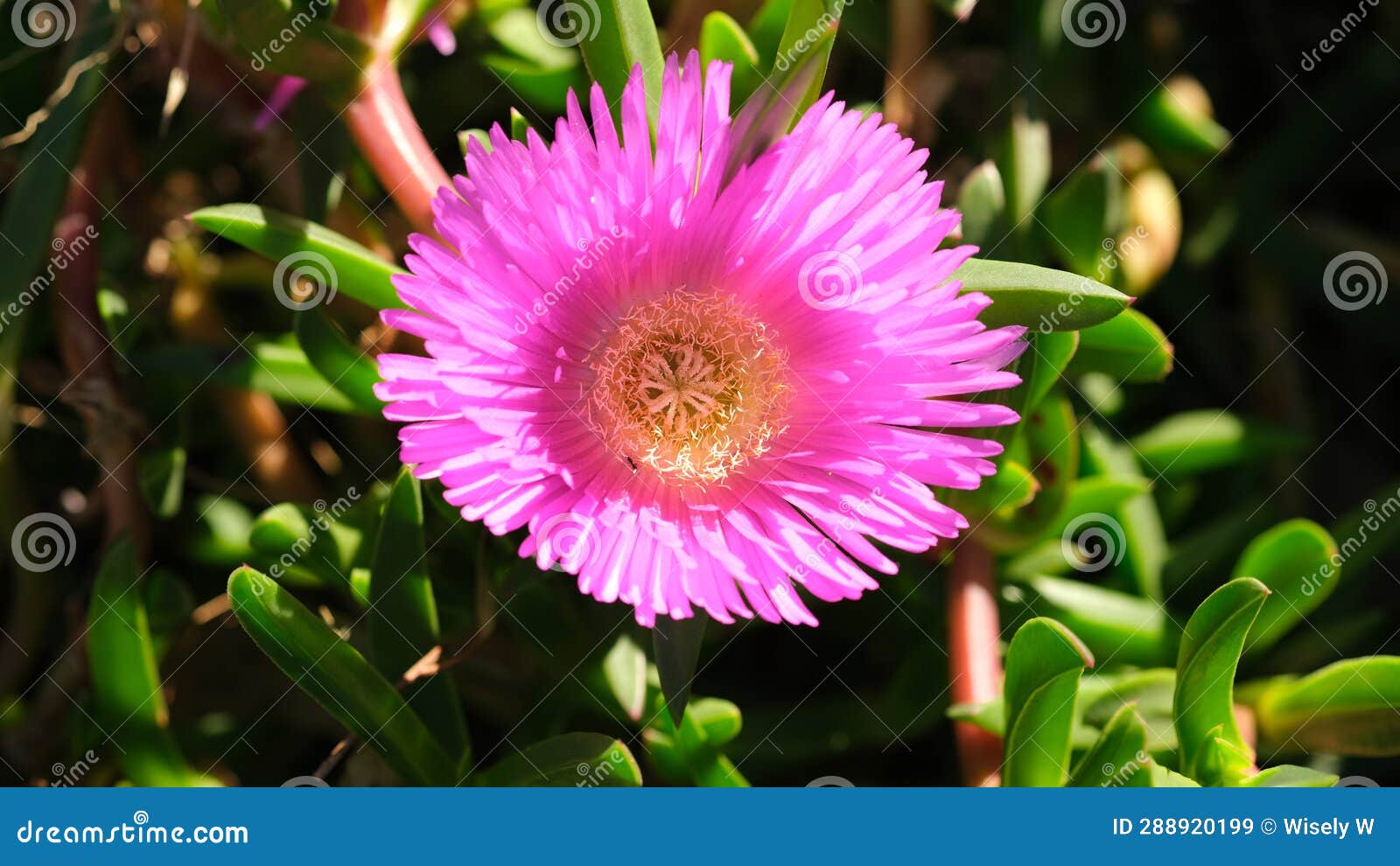 freeeway iceplant flower also known as hottentot-fig, ice plant, kaffir fig or carpobrotus edulis.