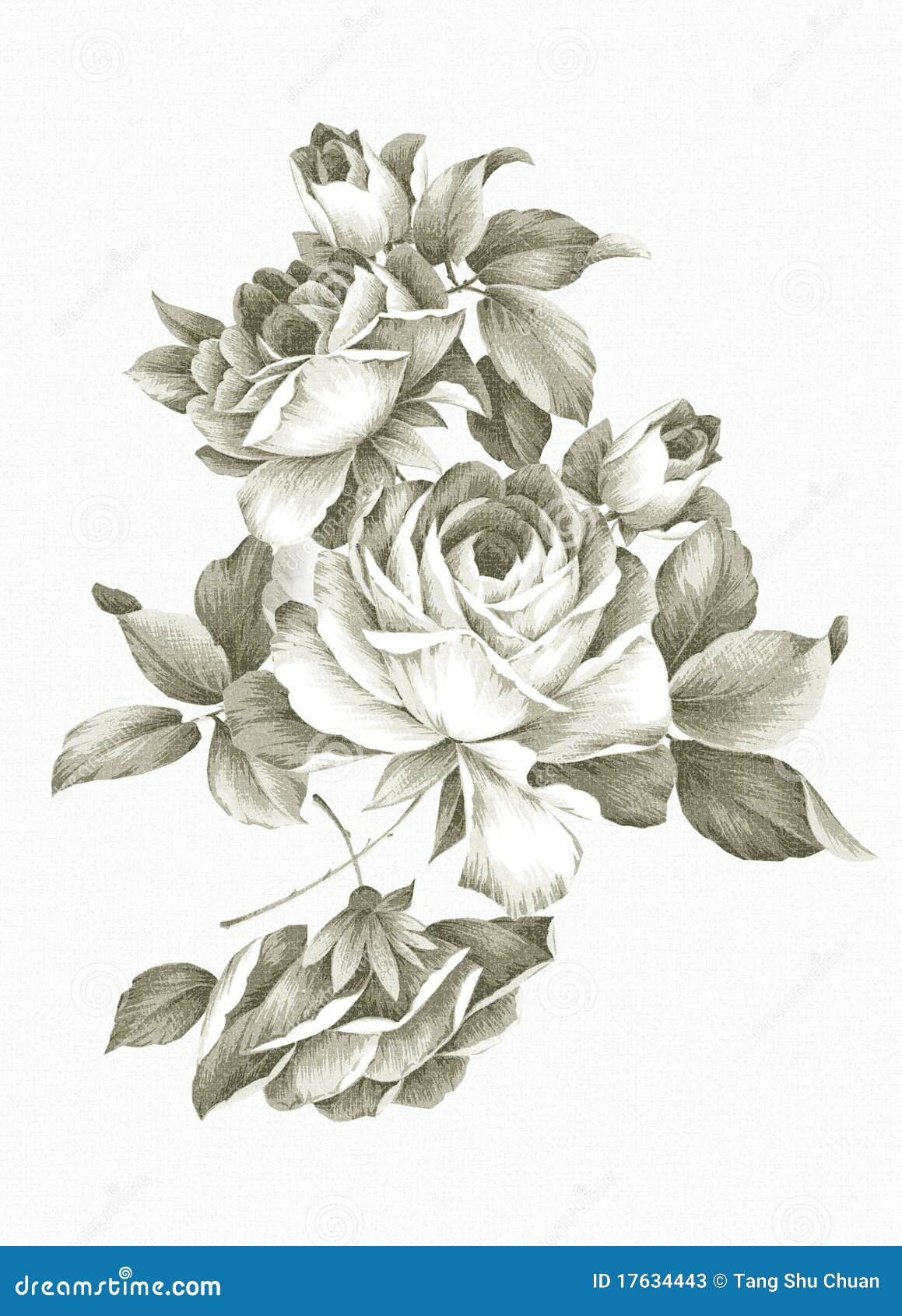 freehand drawing rose.