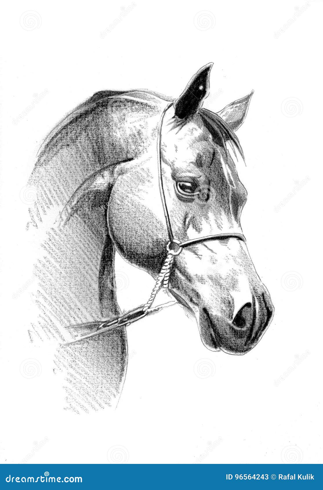 Freehand Horse Head Pencil Drawing Stock Illustration ...