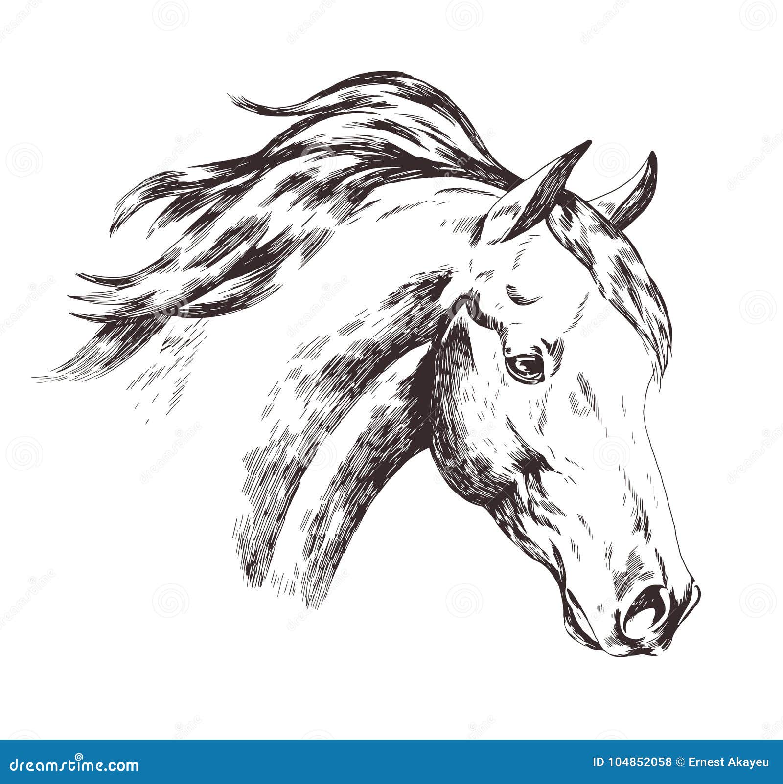 Young horse head sketch with wavy mane - Stock Illustration [23426172] -  PIXTA