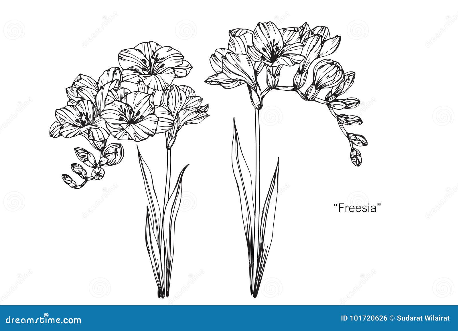 Freesia Flowers Drawing And Sketch Stock Illustration