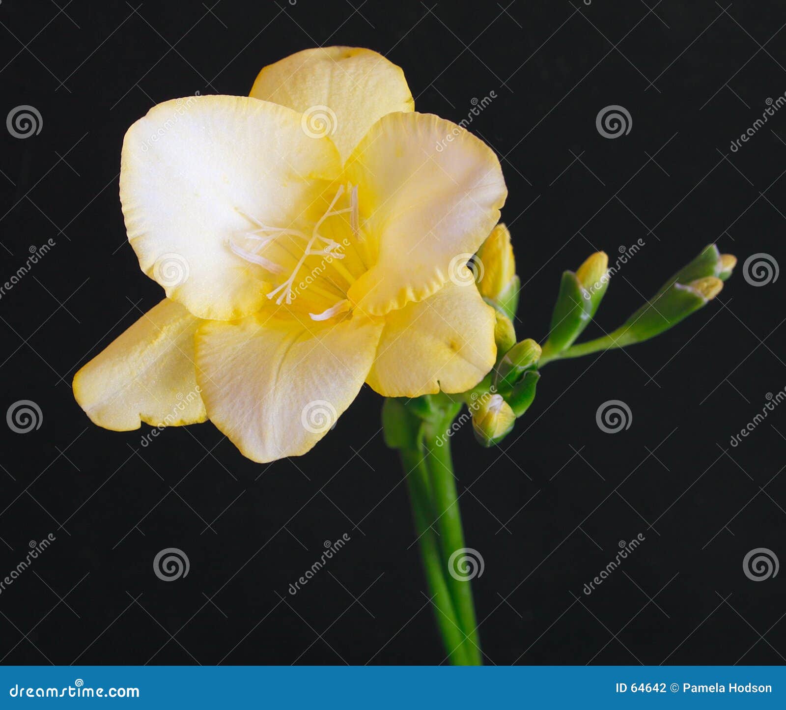 Freesia jaune photo stock. Image du fleur, cheminées, découpage - 64642