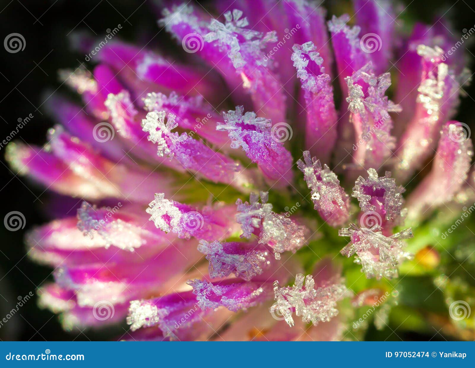 freeze detail nature purple wild flower