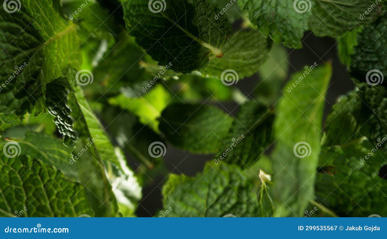 Freeze Motion of Flying Fresh Mint Leaves Stock Image Image of freeze