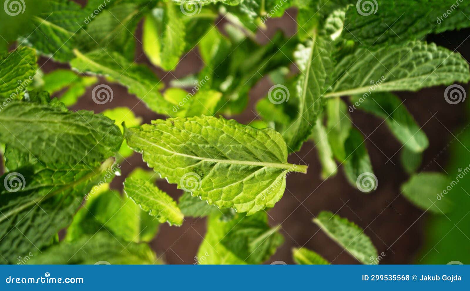Freeze Motion of Flying Fresh Mint Leaves Stock Photo Image of spices