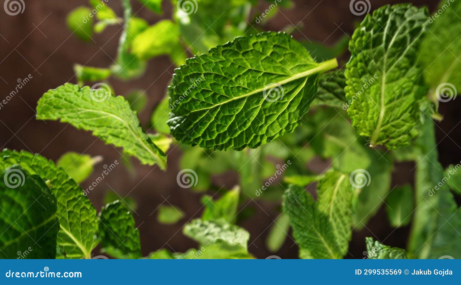 Freeze Motion of Flying Fresh Mint Leaves Stock Image Image of