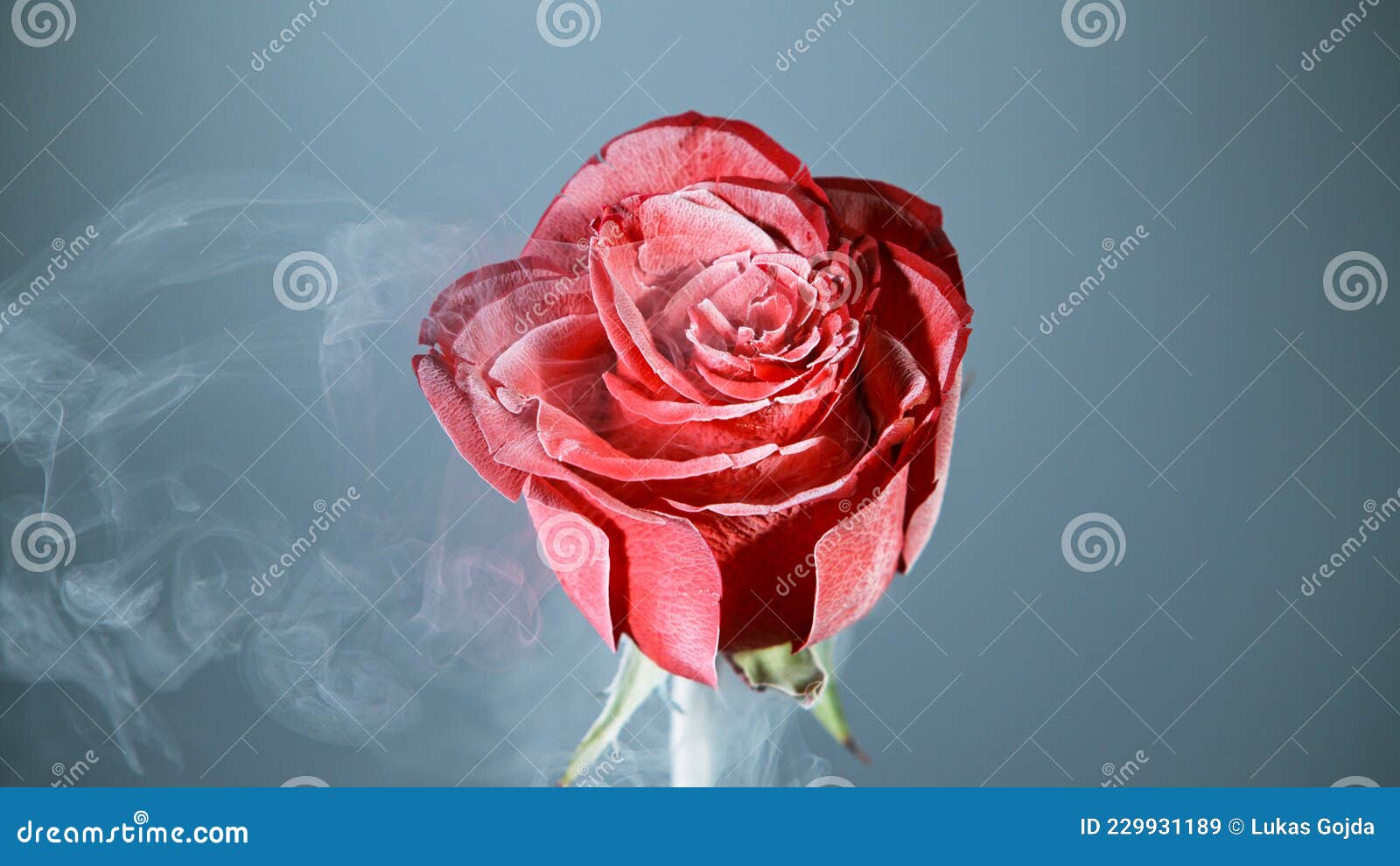 Freeze Motion of Red Rose Frozen and Exploding. Stock Image Image of