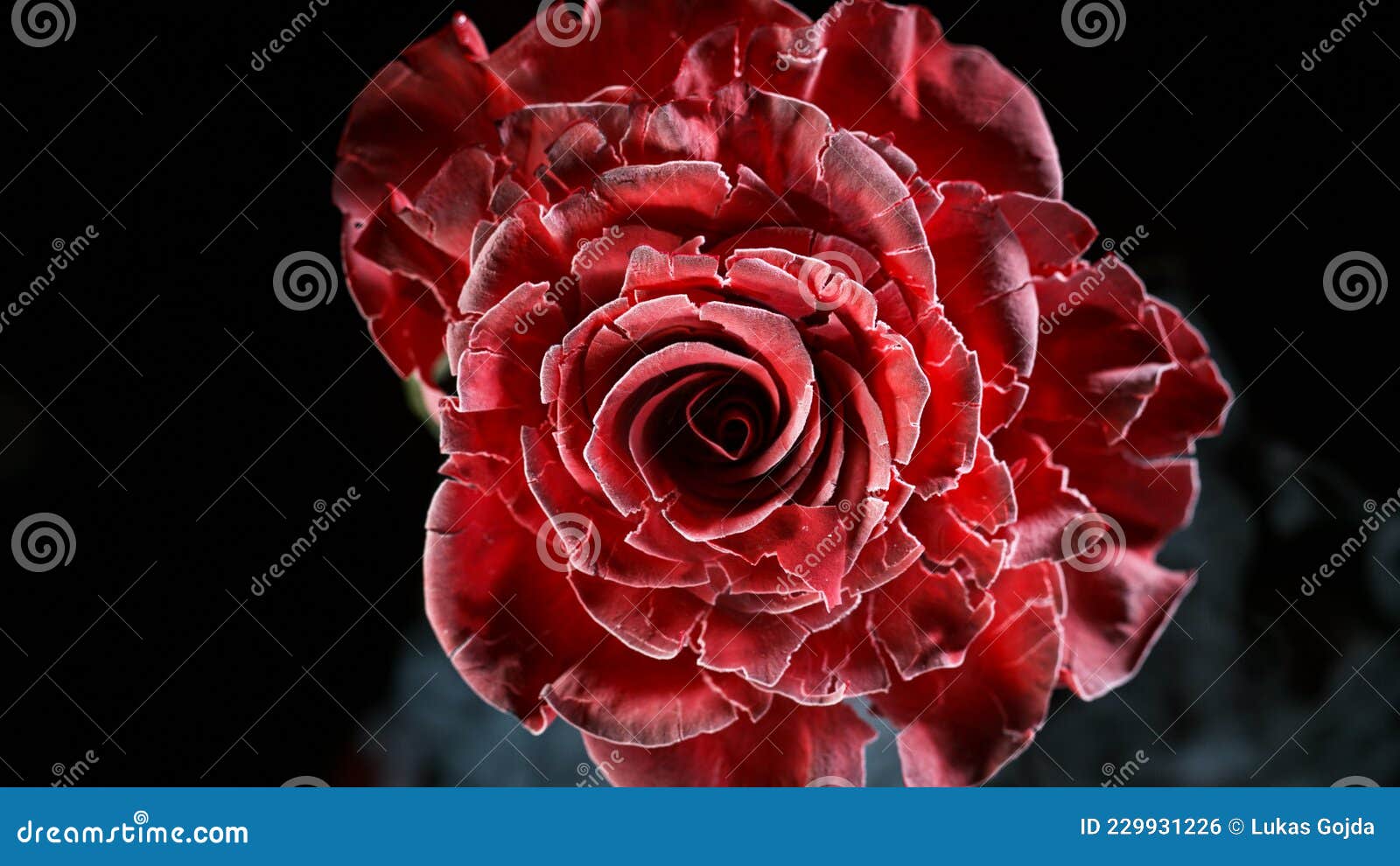 Freeze Motion of Red Rose Frozen and Exploding. Stock Photo Image of