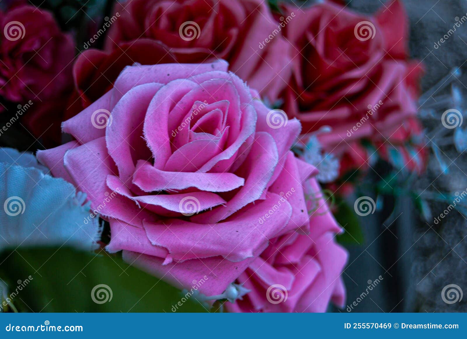 Freeze rose from Bulgaria stock image. Image of blossom 255570469
