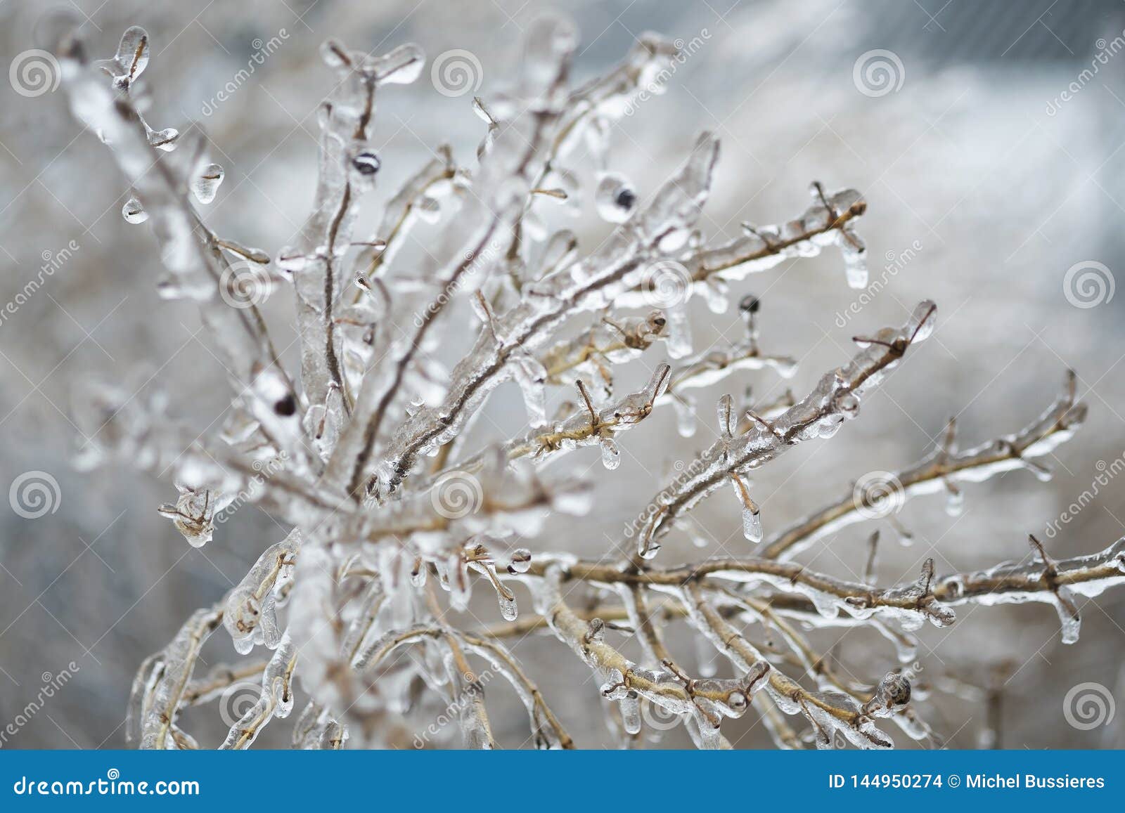 Freezing Rain on a Branches Stock Photo - Image of rain, storm: 144950274