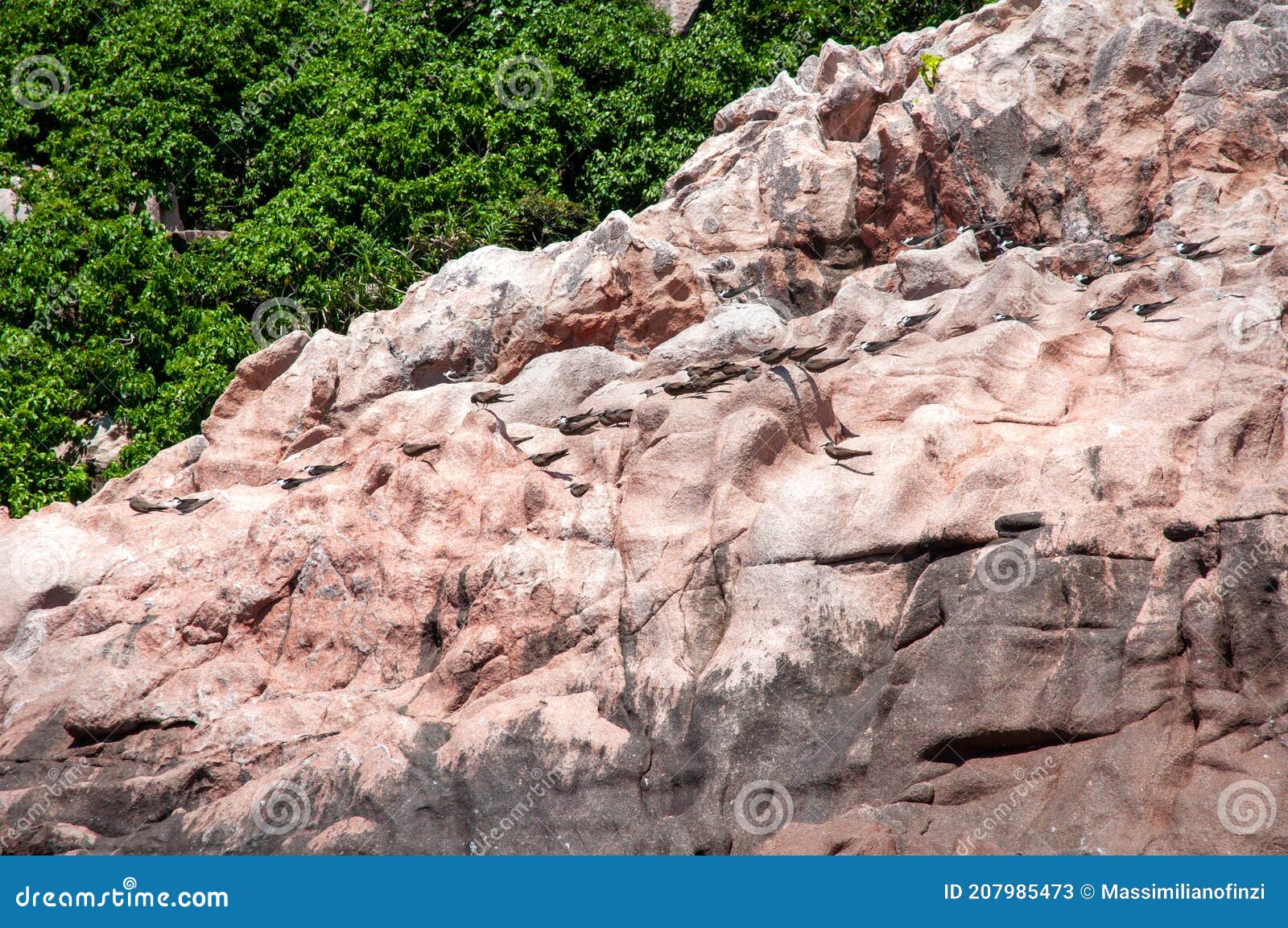 fregate bird nesting on the rock