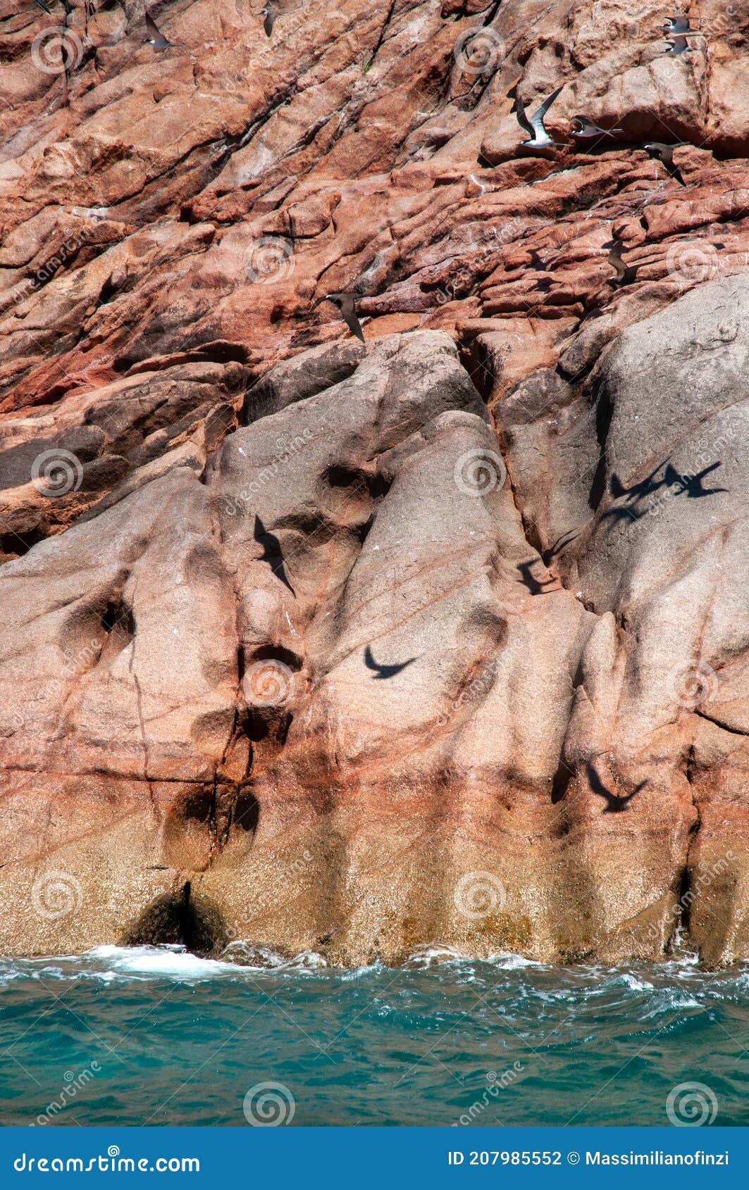 fregate bird nesting on the rock