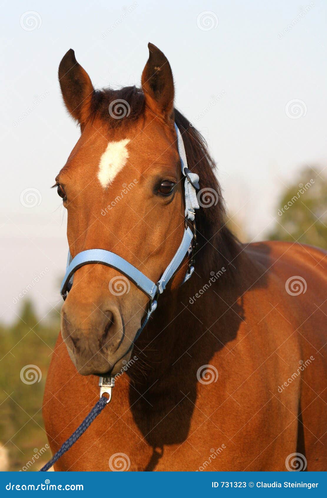 freiberger horse