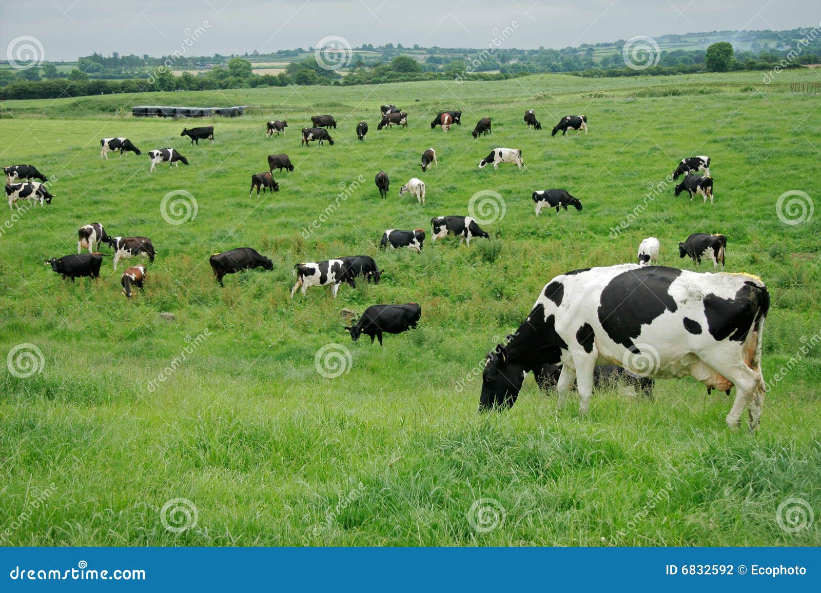 freisian dairy cows, ireland