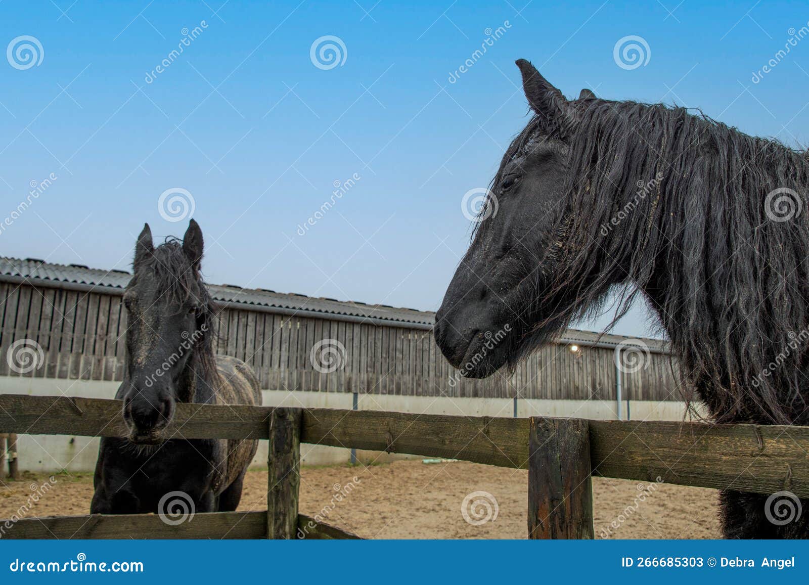 freisian horse leaning over fence at stables