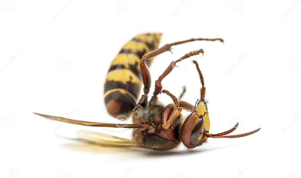 Frelon de mort sur son dos image stock. Image du regarder 67204355
