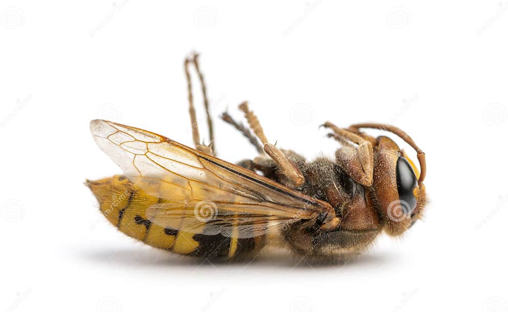 Frelon Mort Se Trouvant Sur Son Dos, D