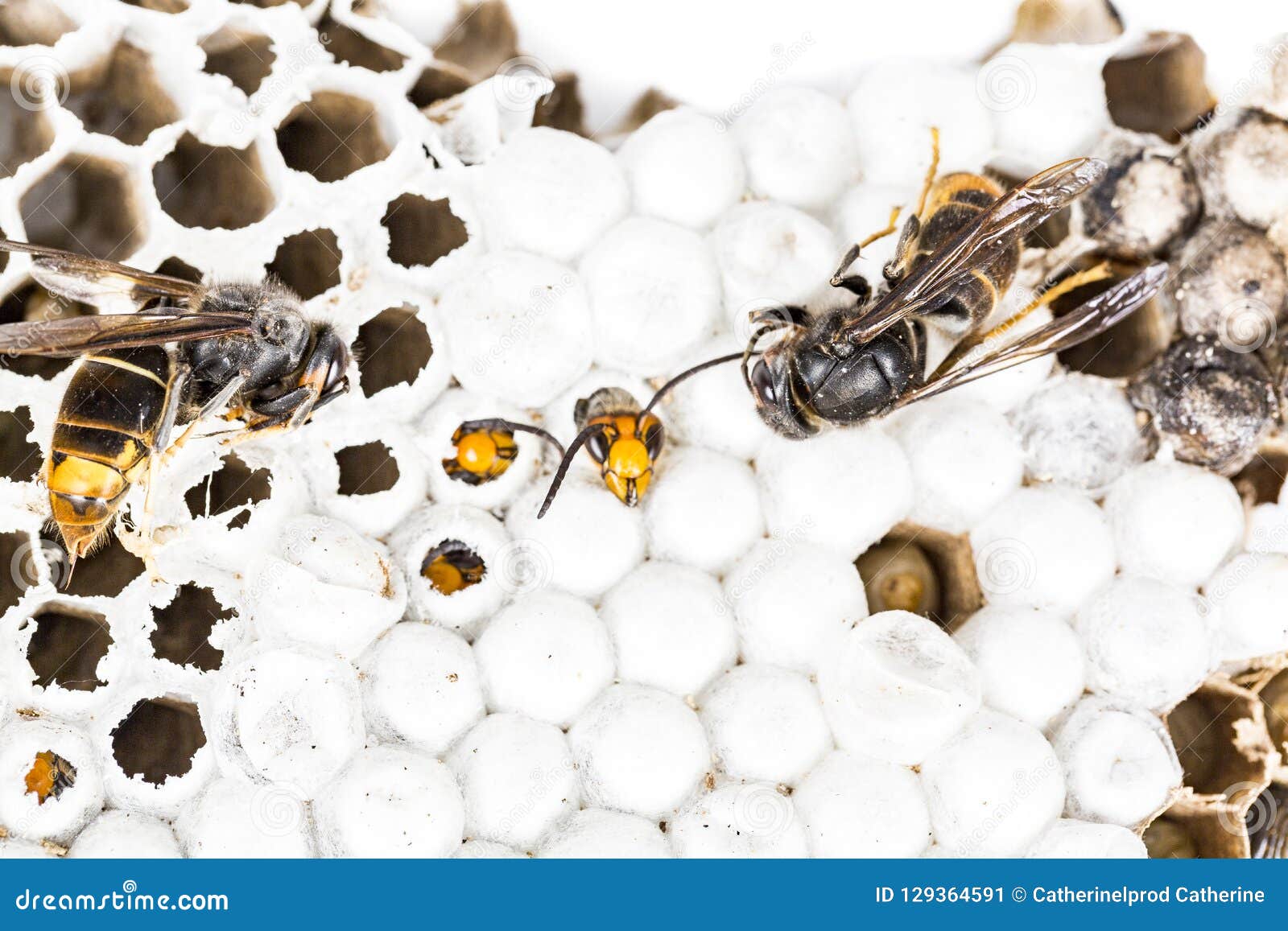 Frelons Asiatiques Et Morts De Bebe Vivant Dans Le Macro Alveole De Nid A L Arriere Plan Blanc Image Stock Image Du Allergique Nature Frelons Asiatiques Et Morts De Bebe Vivant Dans Le Macro Alveole De Nid A L Arriere Plan Blanc Image Stock Image Du Allergique Nature
