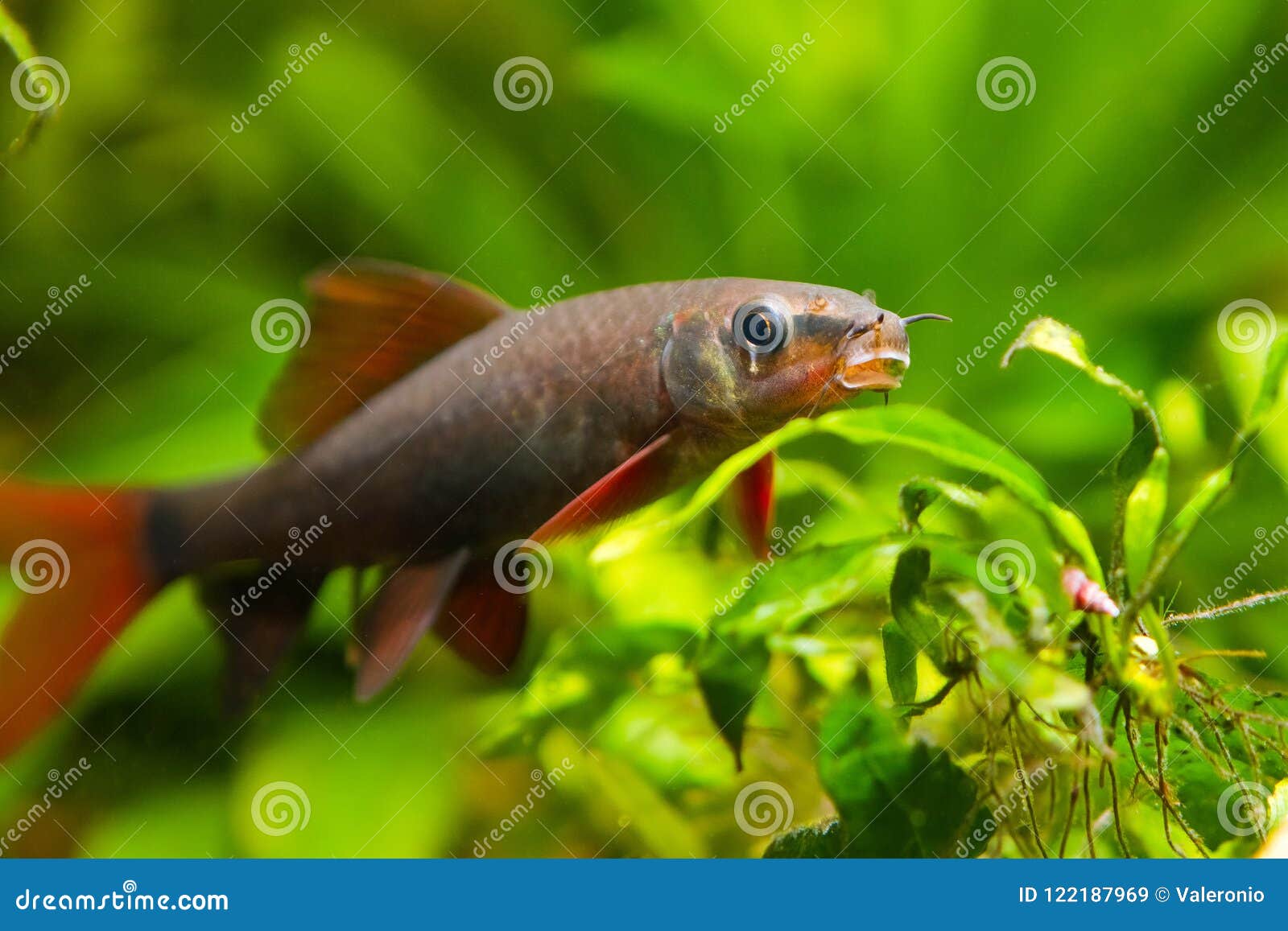 Frenatus Depalzeorhynchos Poisson Deau Douce De Décapant