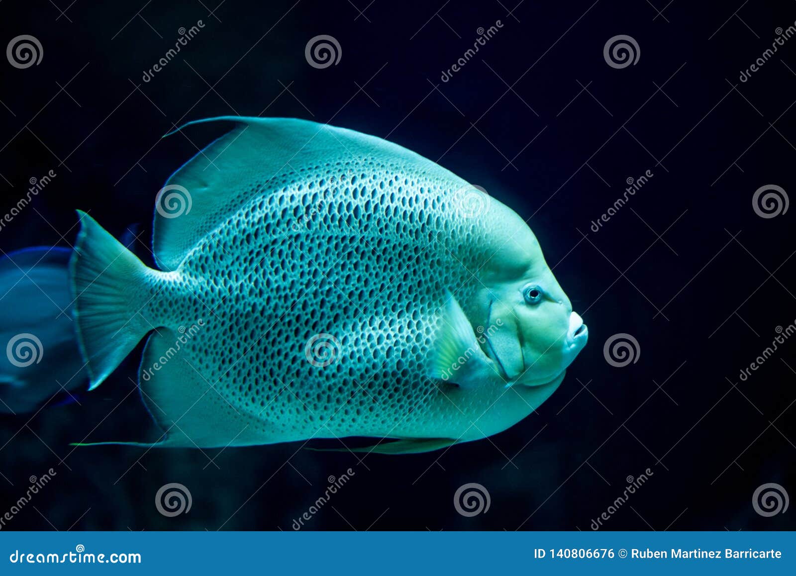 french angelfish swimming in the ocean