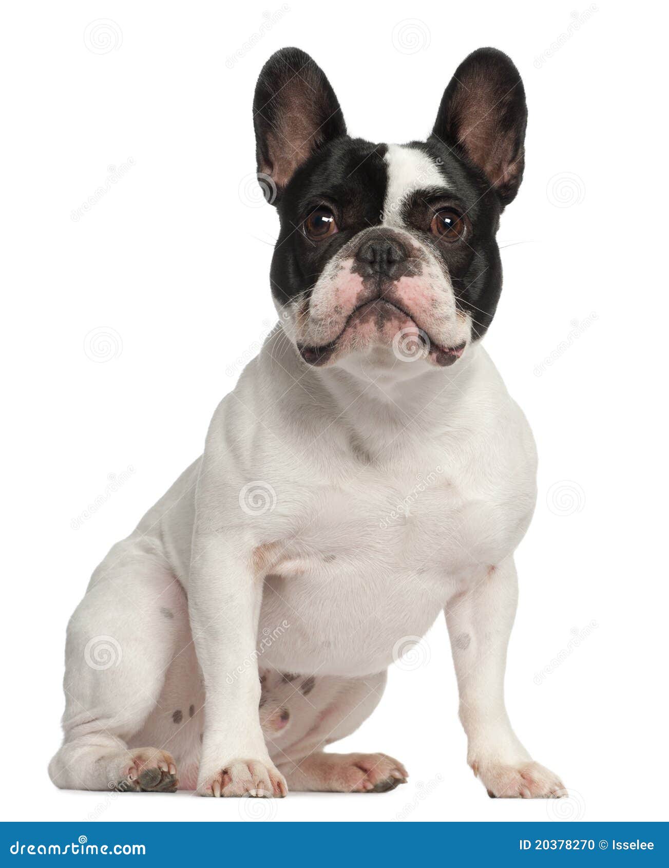 French Bulldog, 1 Year Old, Sitting Stock Photo - Image of bulldog ...