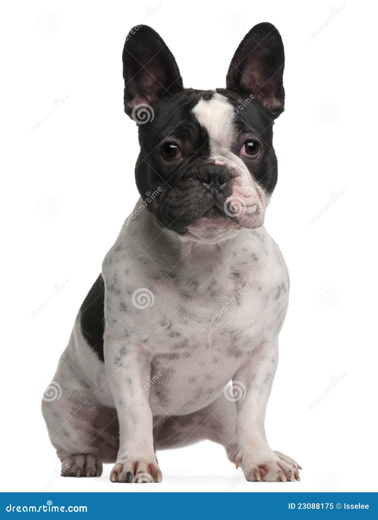 French Bulldog, 1 Year Old, Sitting Stock Image - Image of length ...