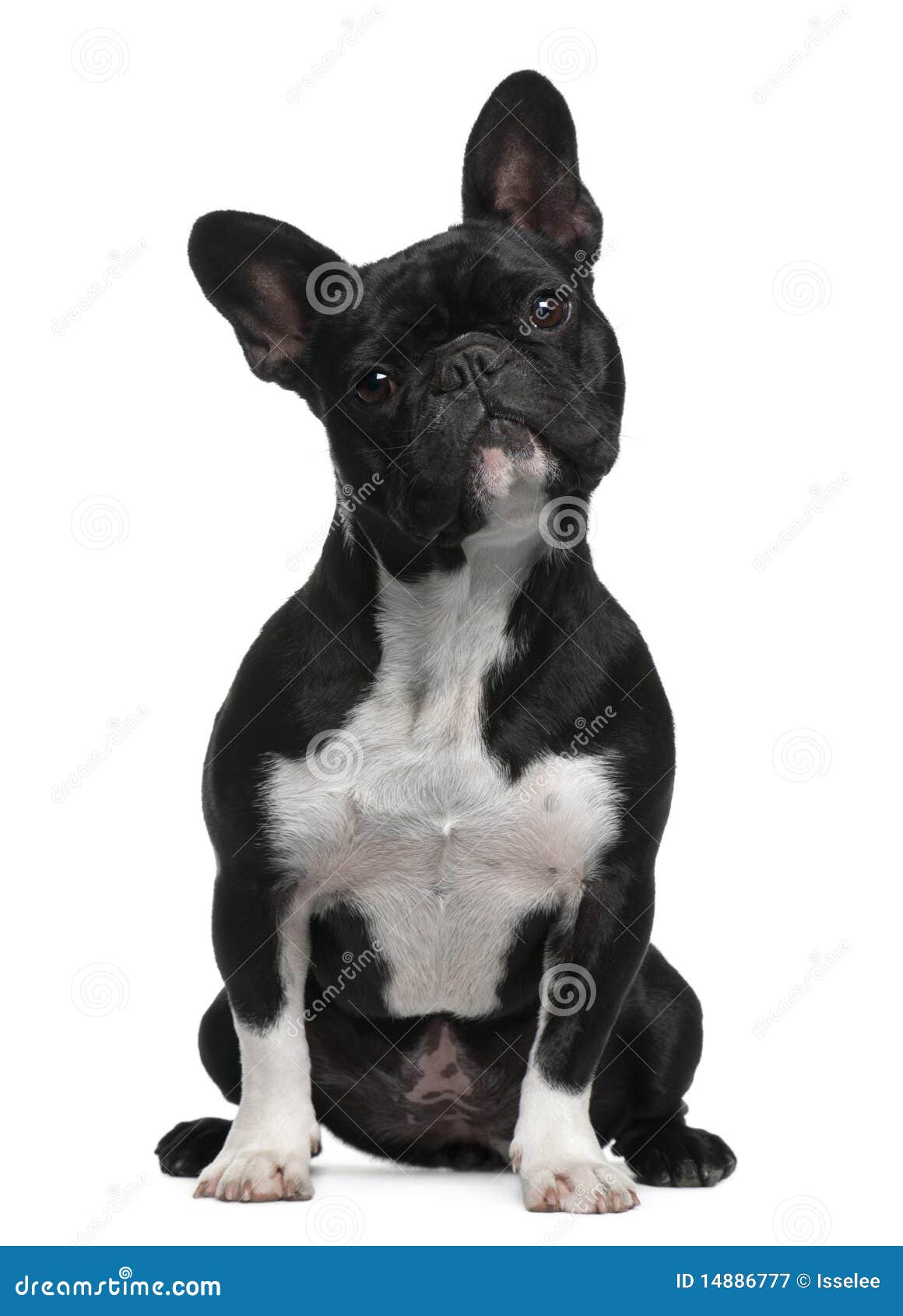 French Bulldog, 11 Months Old, Sitting Stock Image - Image of pets ...