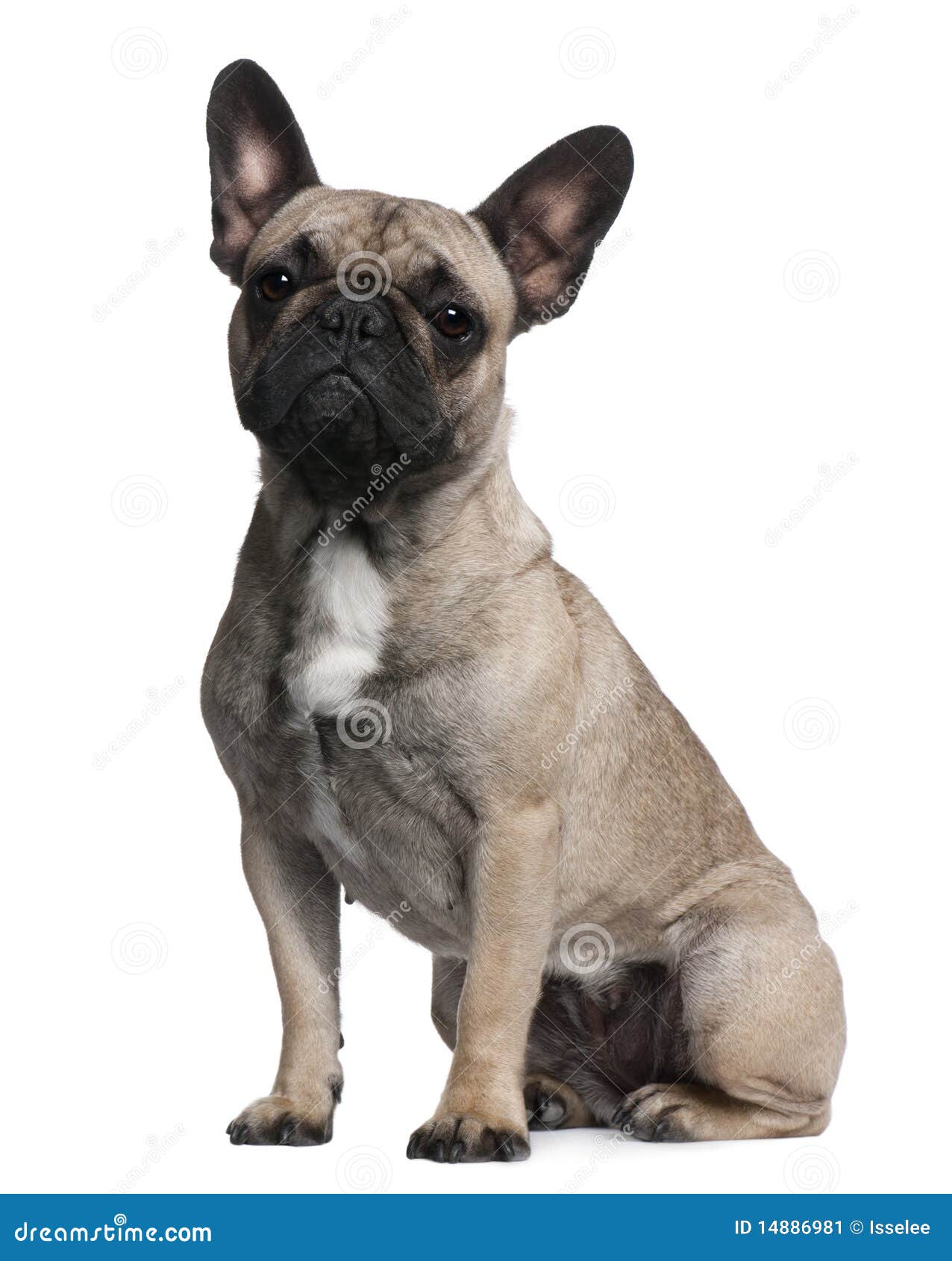 French Bulldog, 12 Months Old, Sitting Stock Image - Image: 14886981