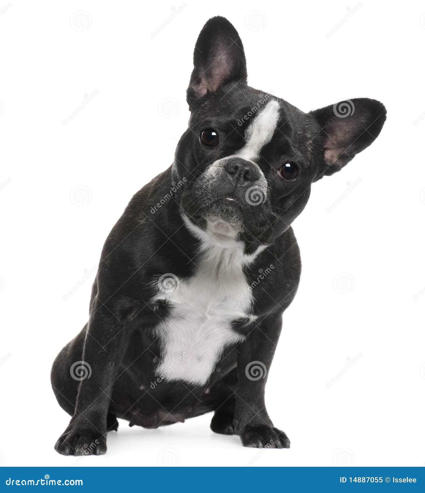 French Bulldog, 12 Months Old, Sitting Stock Image - Image of indoors ...