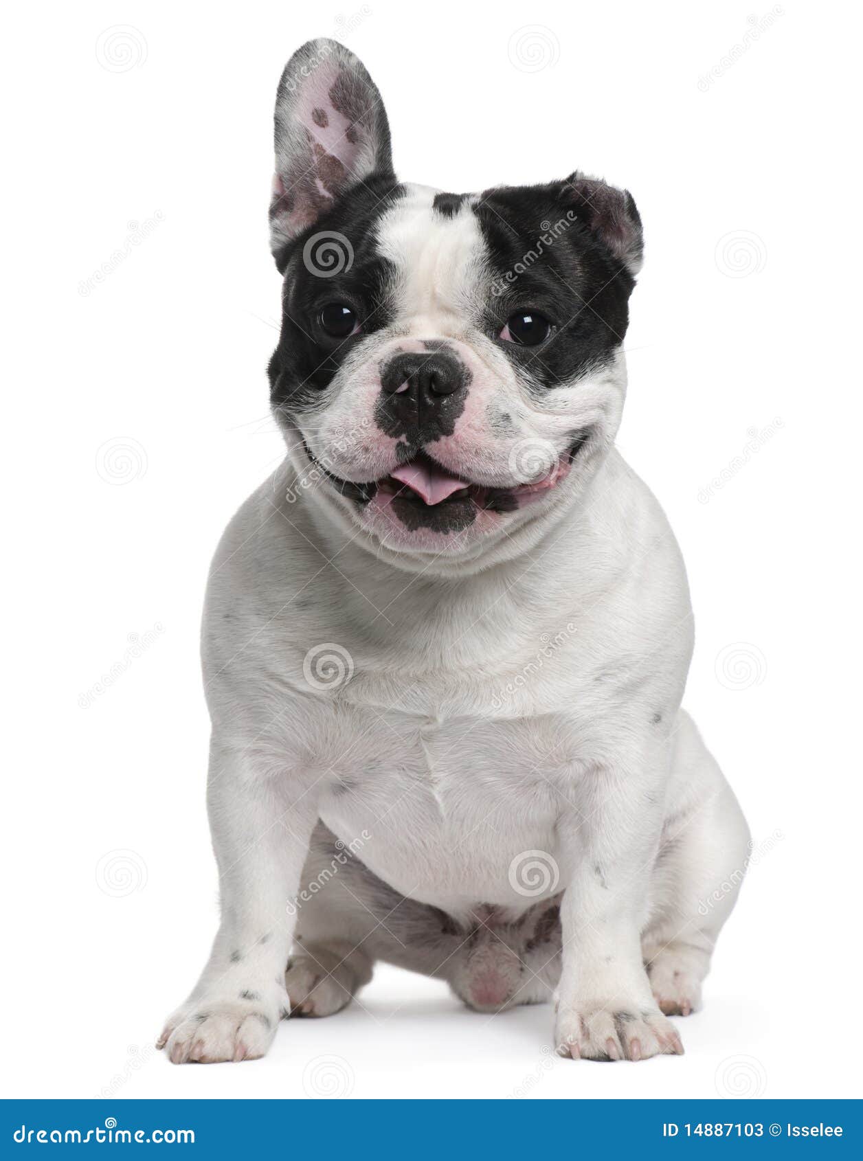 French Bulldog, 13 Months Old, With A Cut Ear Stock Photos Image 14887103