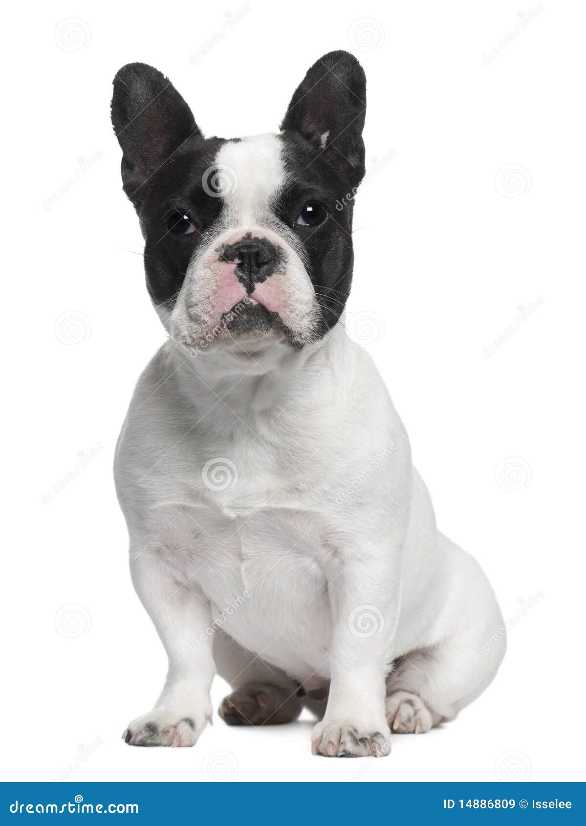 French Bulldog, 13 Months Old, Sitting Stock Image - Image of nature ...
