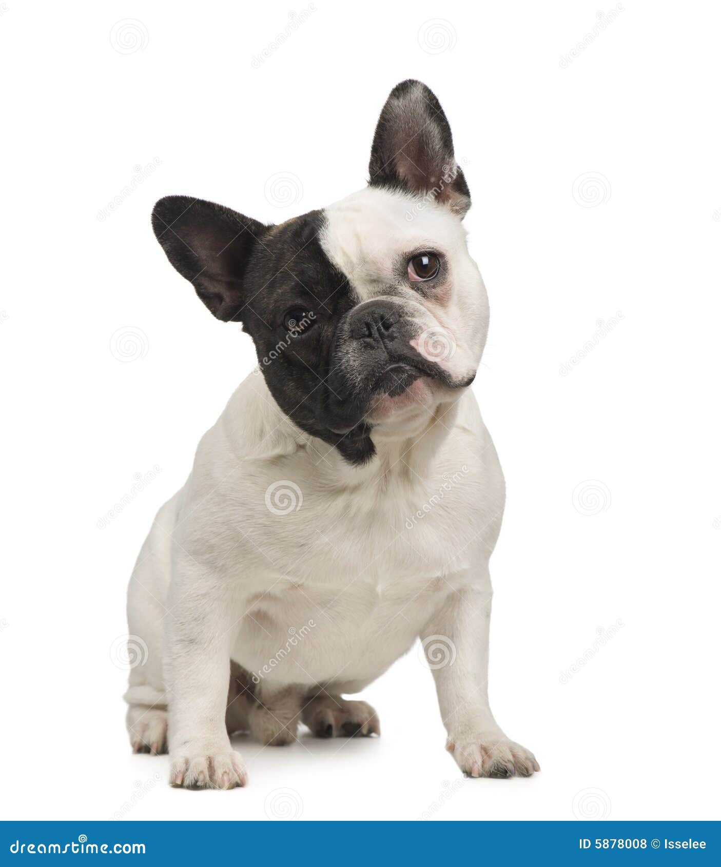 French Bulldog (18 months) stock photo. Image of isolated - 5878008