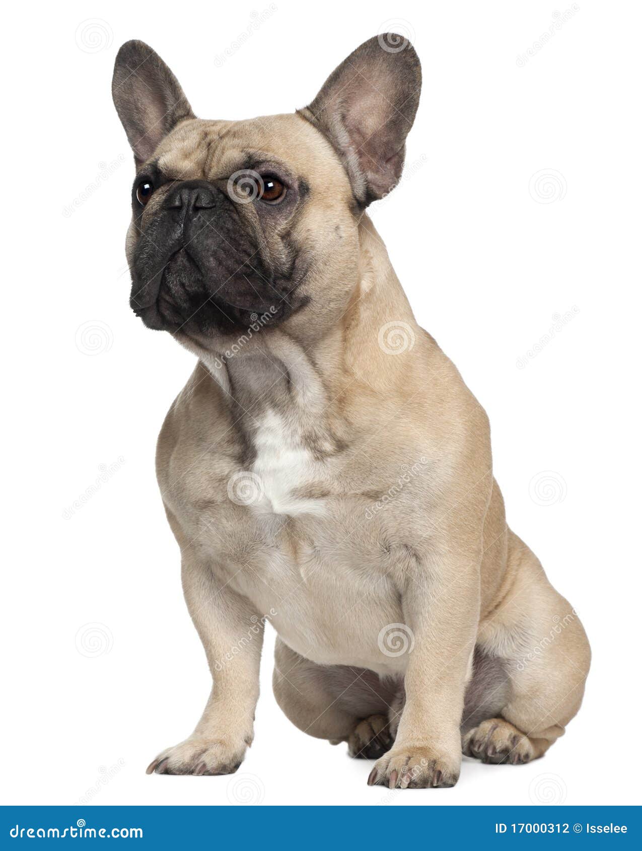 French Bulldog, 2 Years Old, Sitting Stock Photography - Image: 17000312