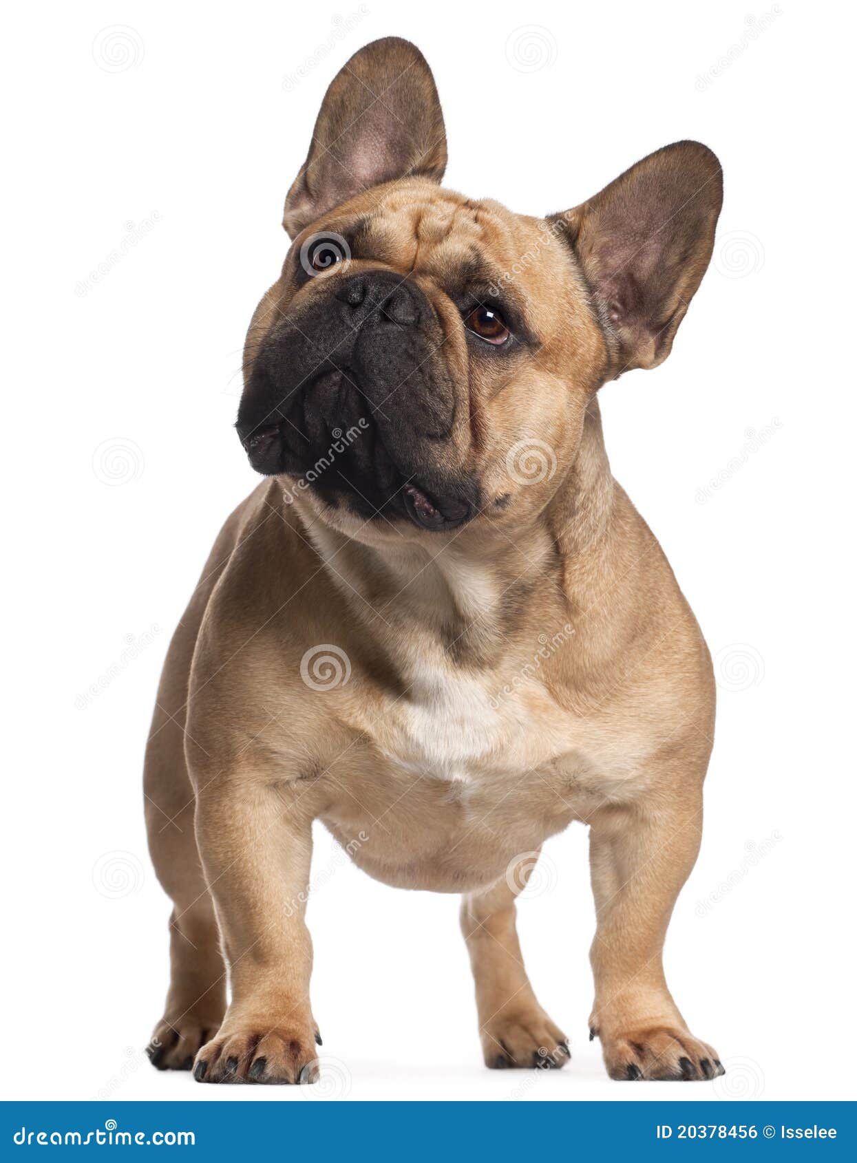 French Bulldog, 2 Years Old, Standing Stock Photo - Image of looking ...