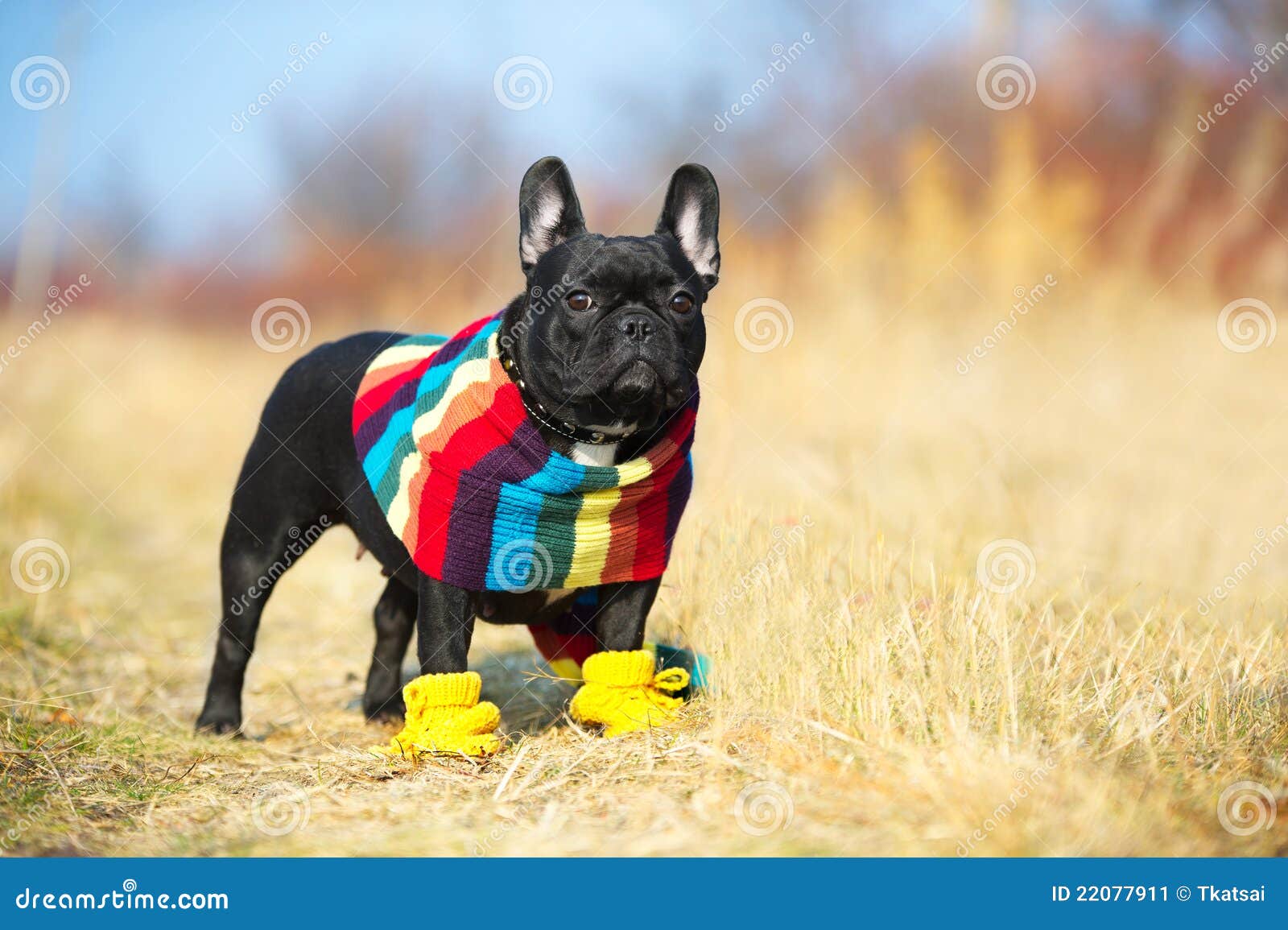 French Bulldog In Braces Standing On Pathway RoyaltyFree Stock Photo