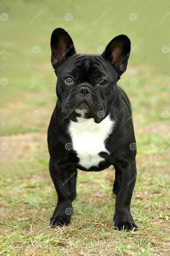 French Bulldog stock photo. Image of domestic, bulldog - 2217204