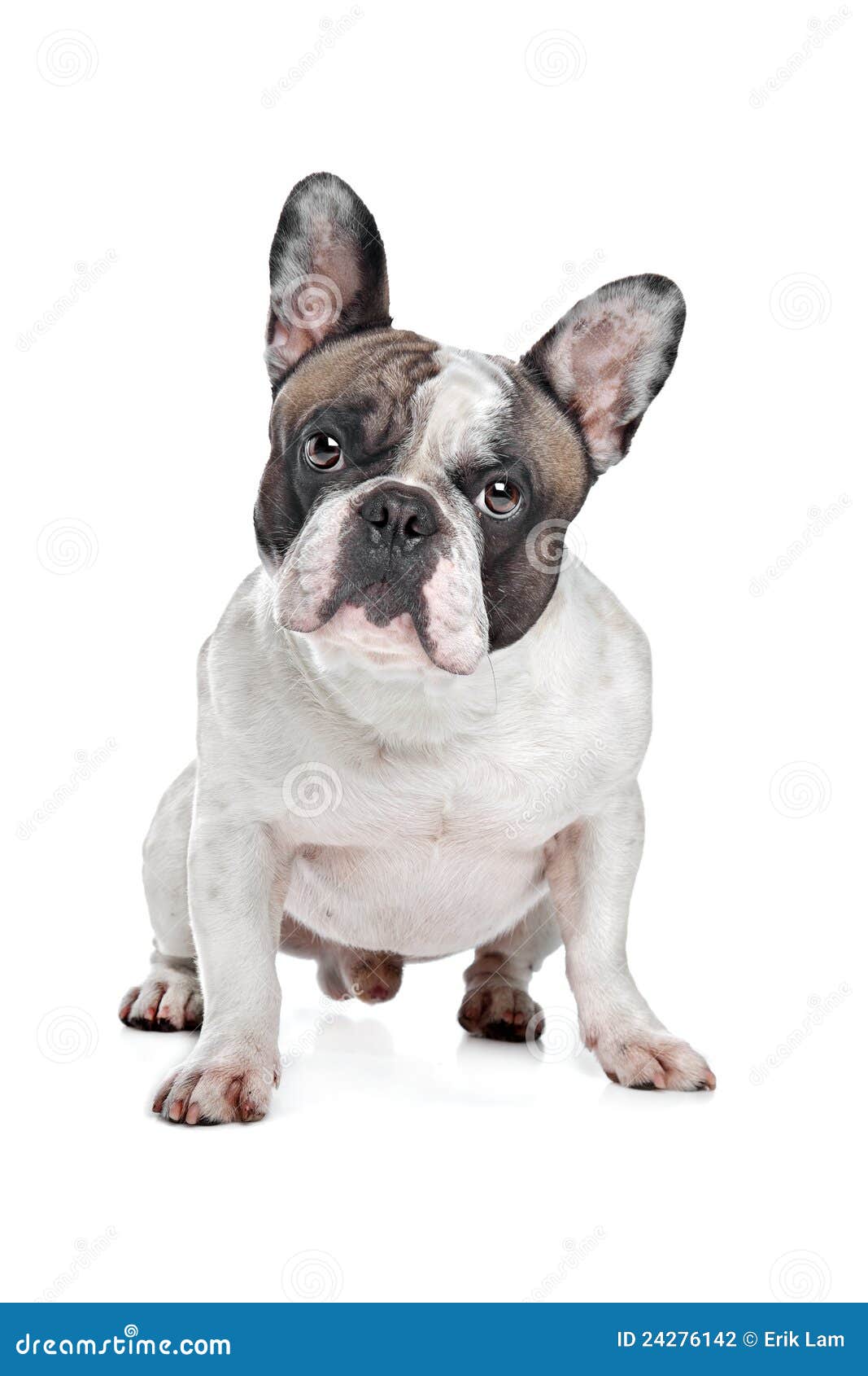 French Bulldog stock photo. Image of french, cute, isolated - 24276142