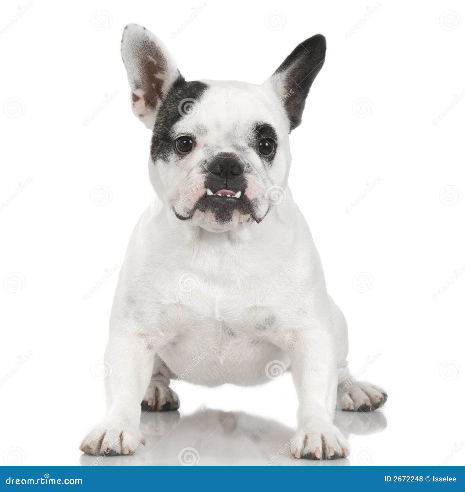 French Bulldog stock photo. Image of bulldog, french, mirror - 2672248