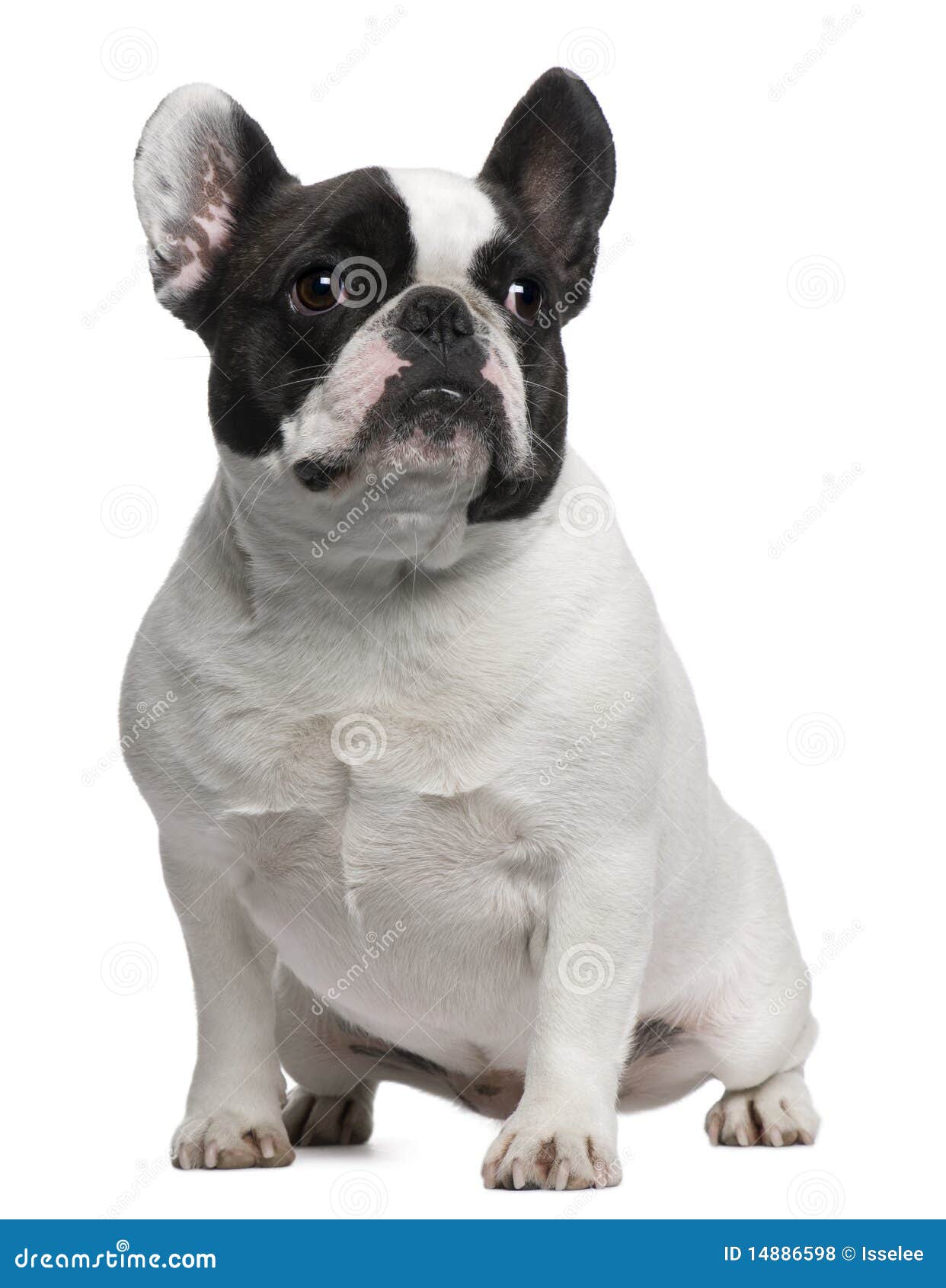 French Bulldog, 3 Years Old, Sitting Royalty Free Stock Photos - Image ...