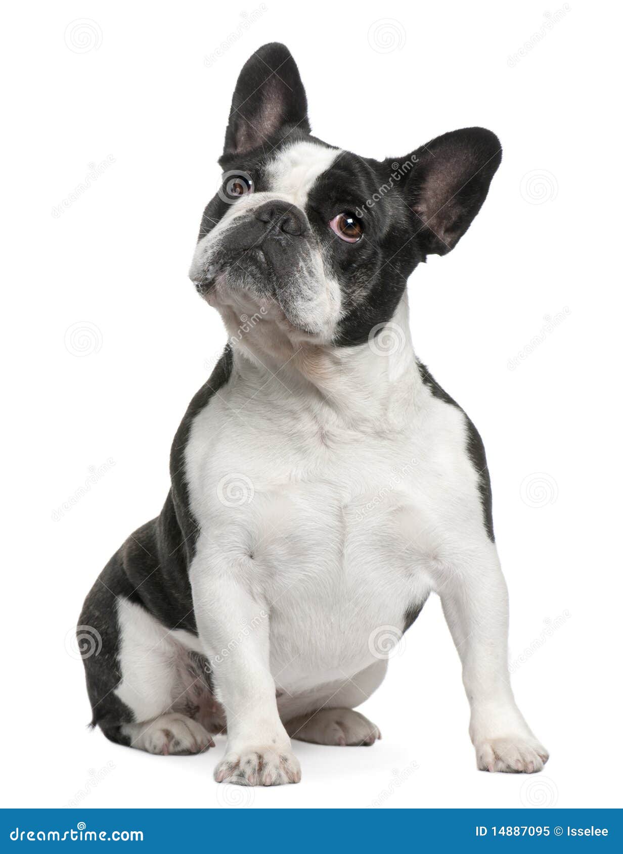 French Bulldog, 3 Years Old, Sitting Stock Image - Image of nature ...