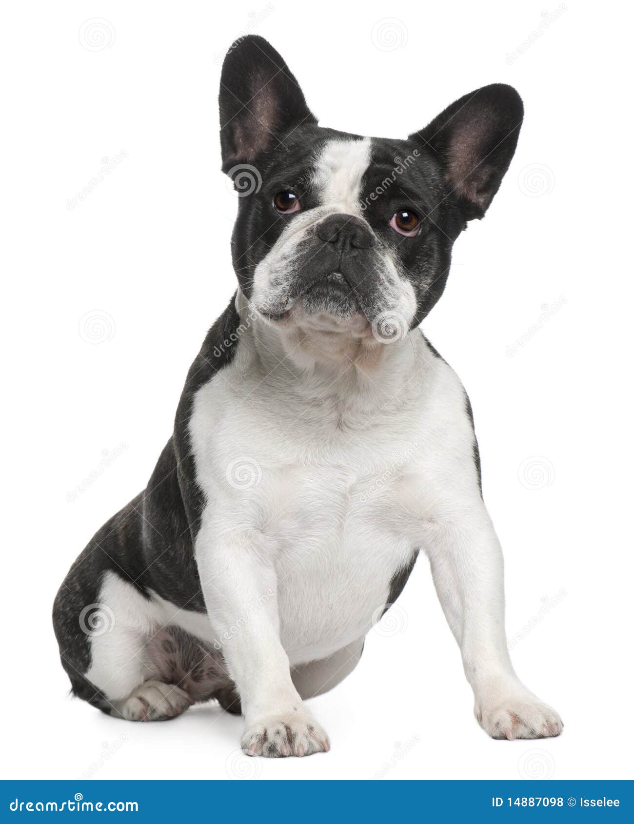 French Bulldog, 3 Years Old, Sitting Stock Photo - Image of nature ...