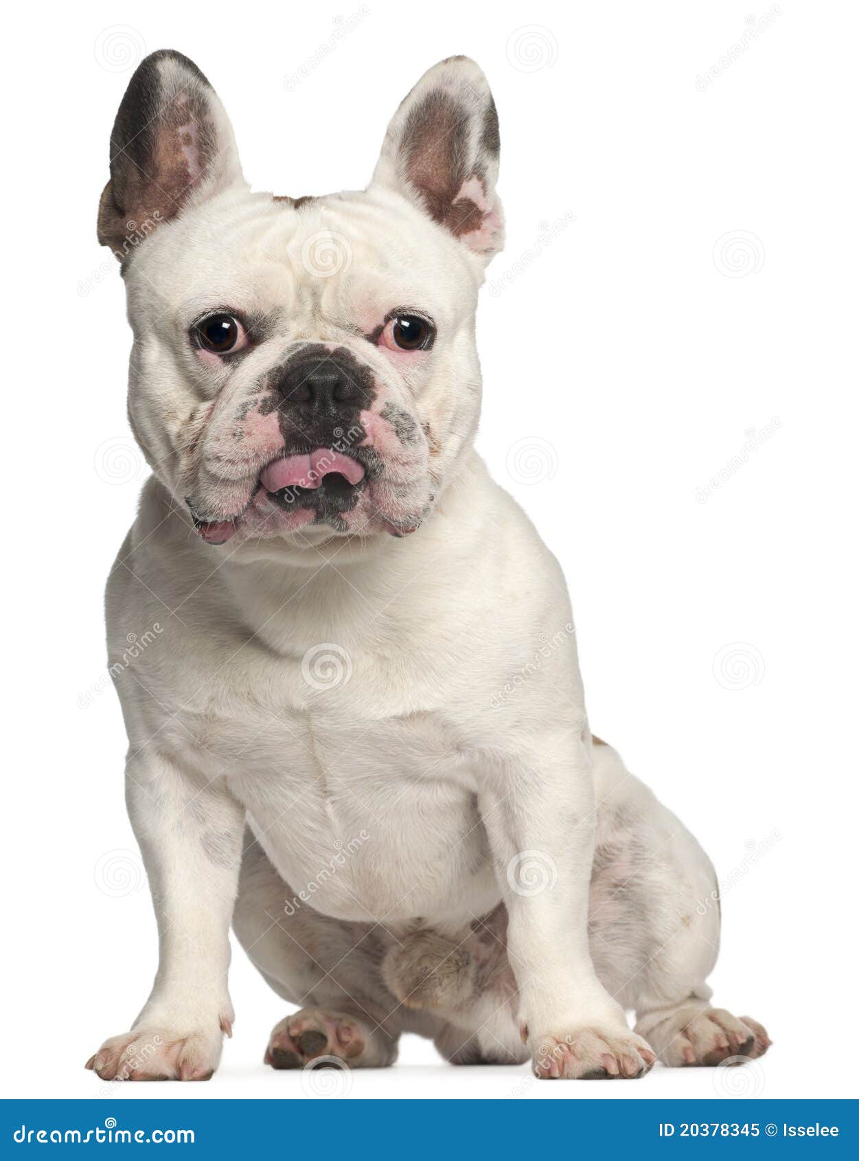 French Bulldog, 3 Years Old, Sitting Royalty Free Stock Photo - Image ...