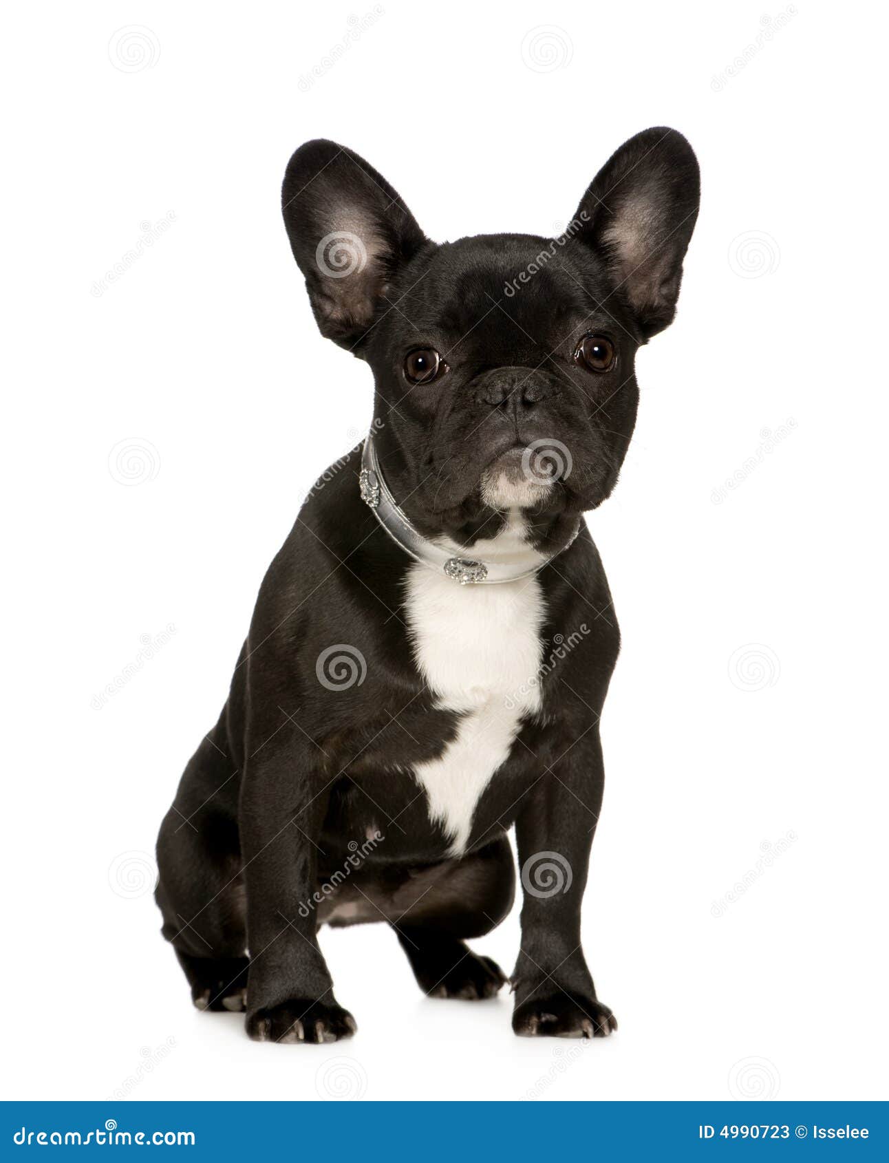 French Bulldog (6 months) stock image. Image of isolated - 4990723
