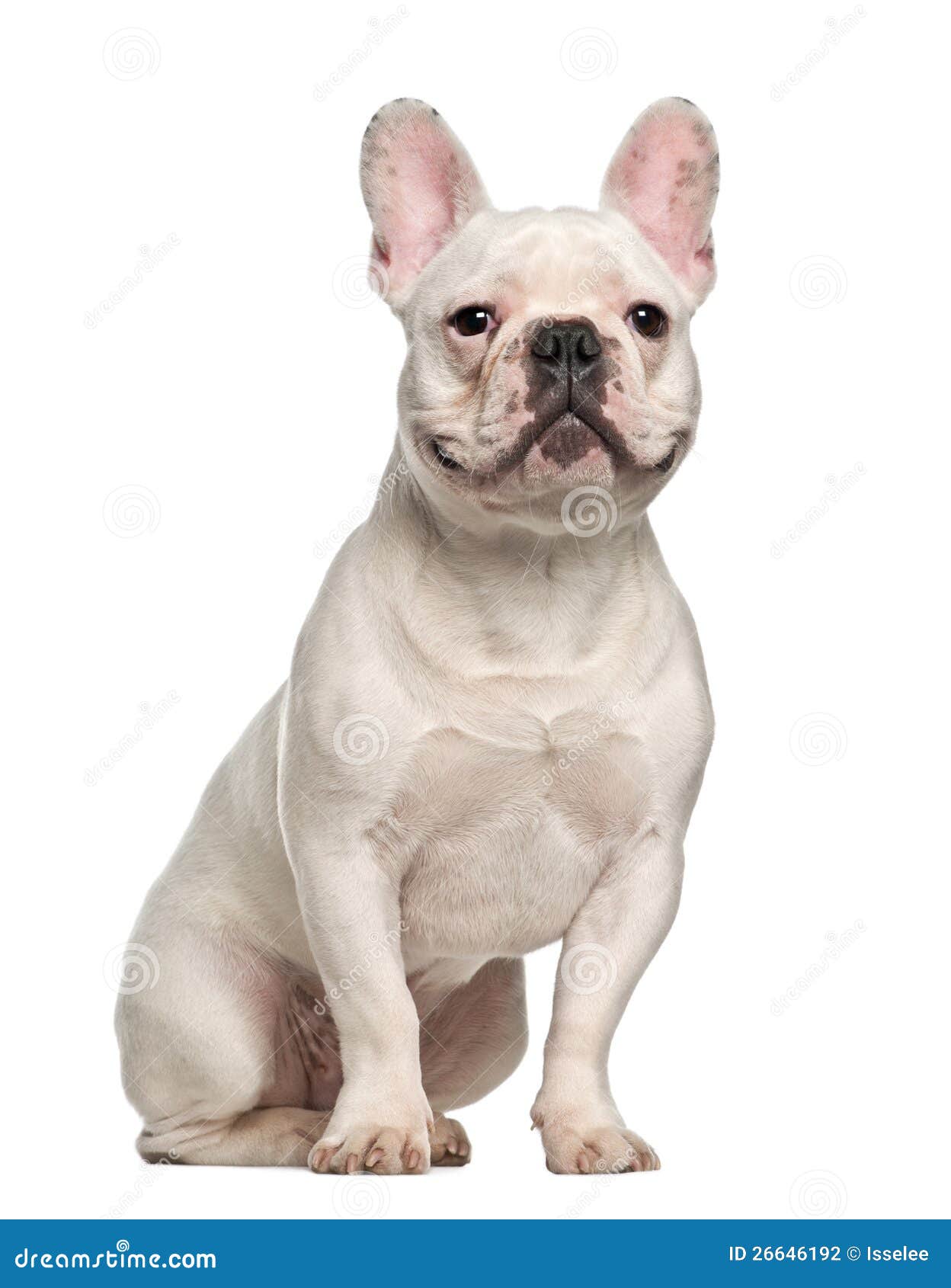 French Bulldog, 7 Months Old, Sitting Stock Photo - Image of vertical ...